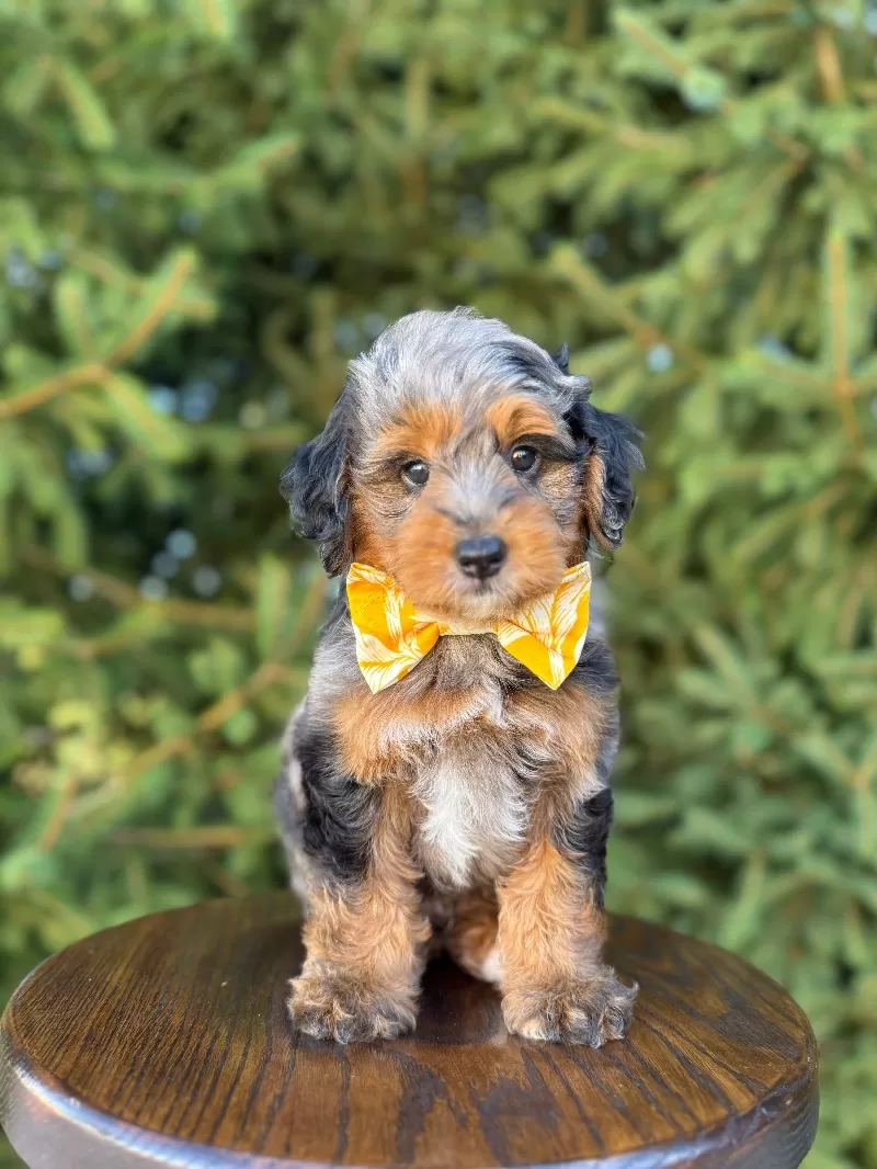 Puppy Name: Baylor
