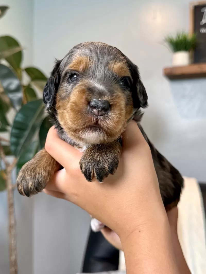 Puppy Name: Baylor