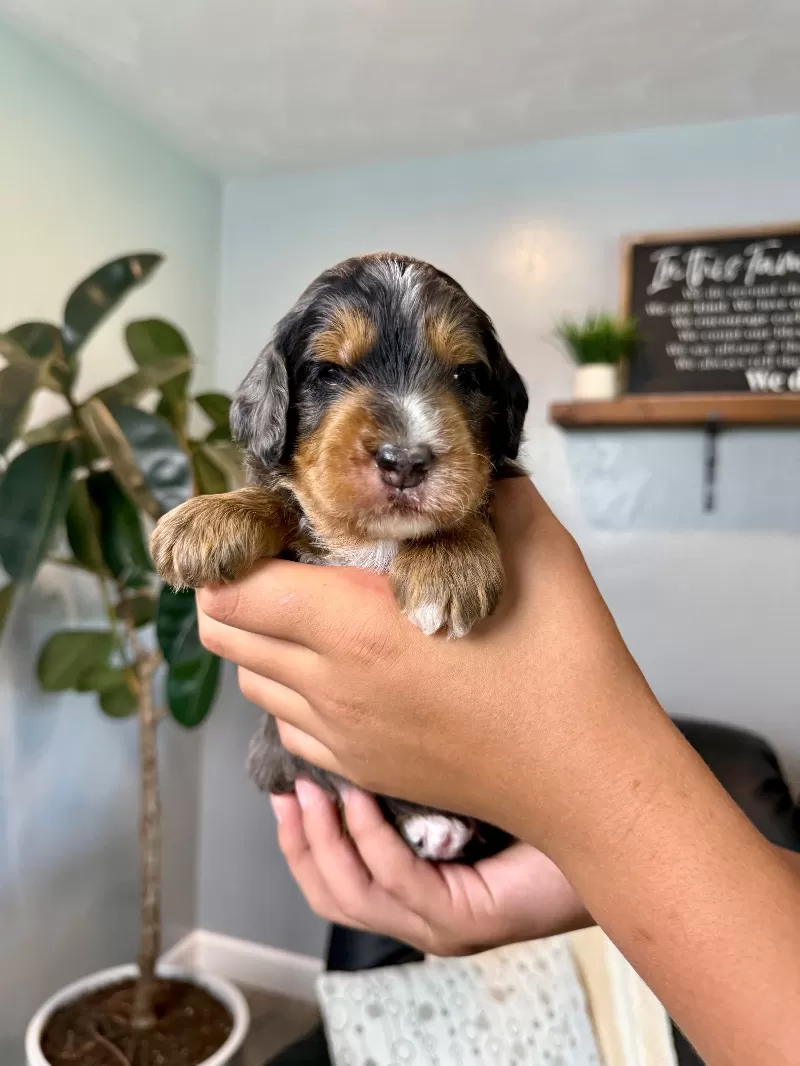 Puppy Name: Victor