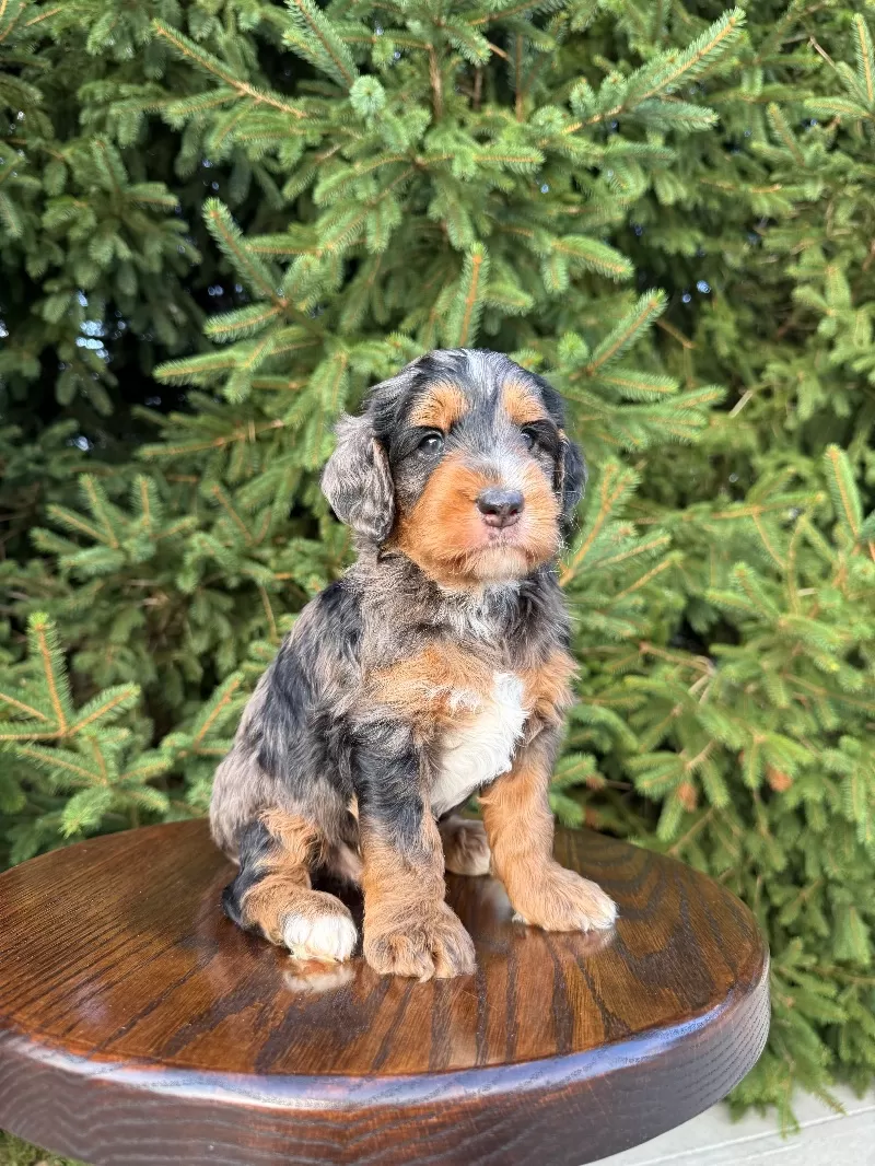 Victor