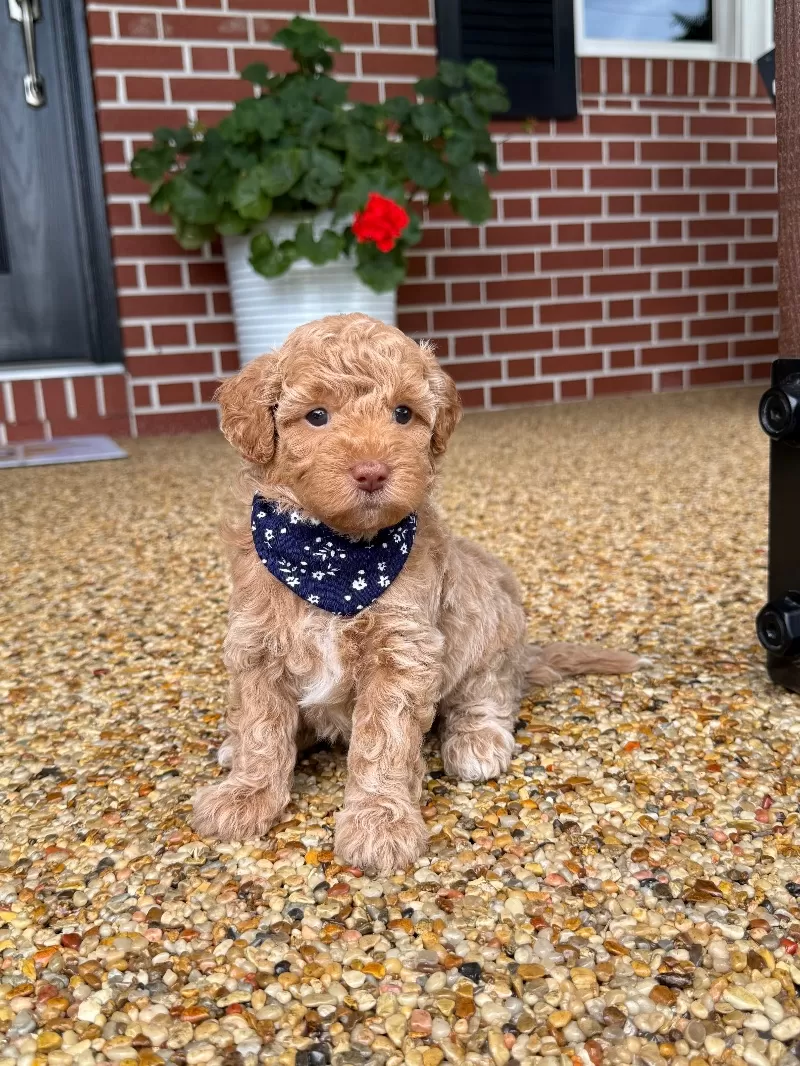 Daisy