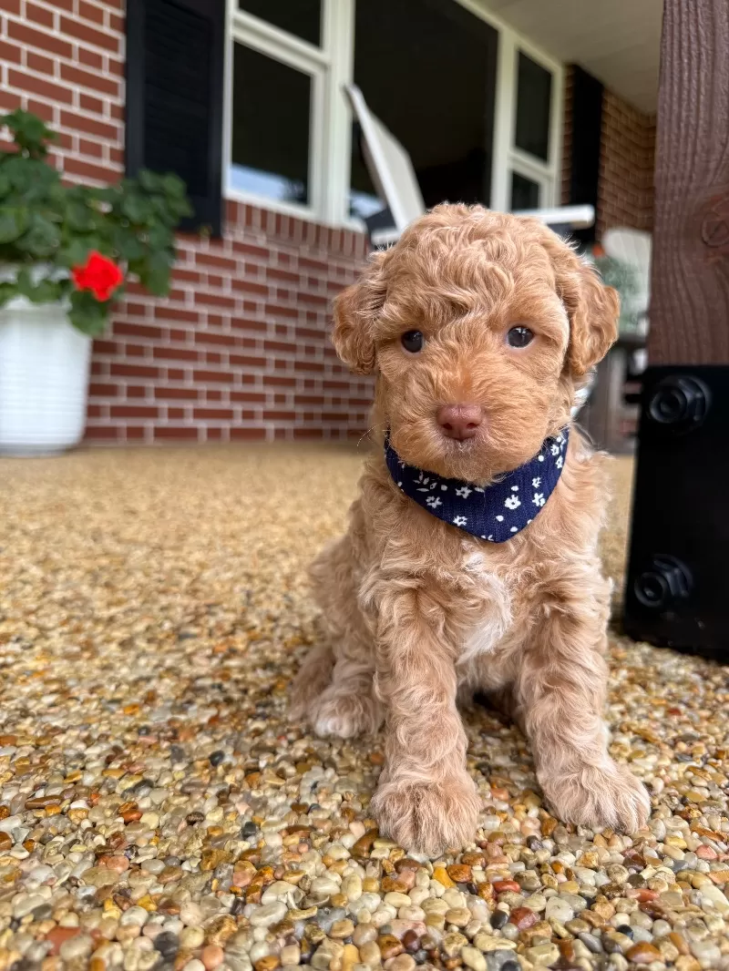 Daisy