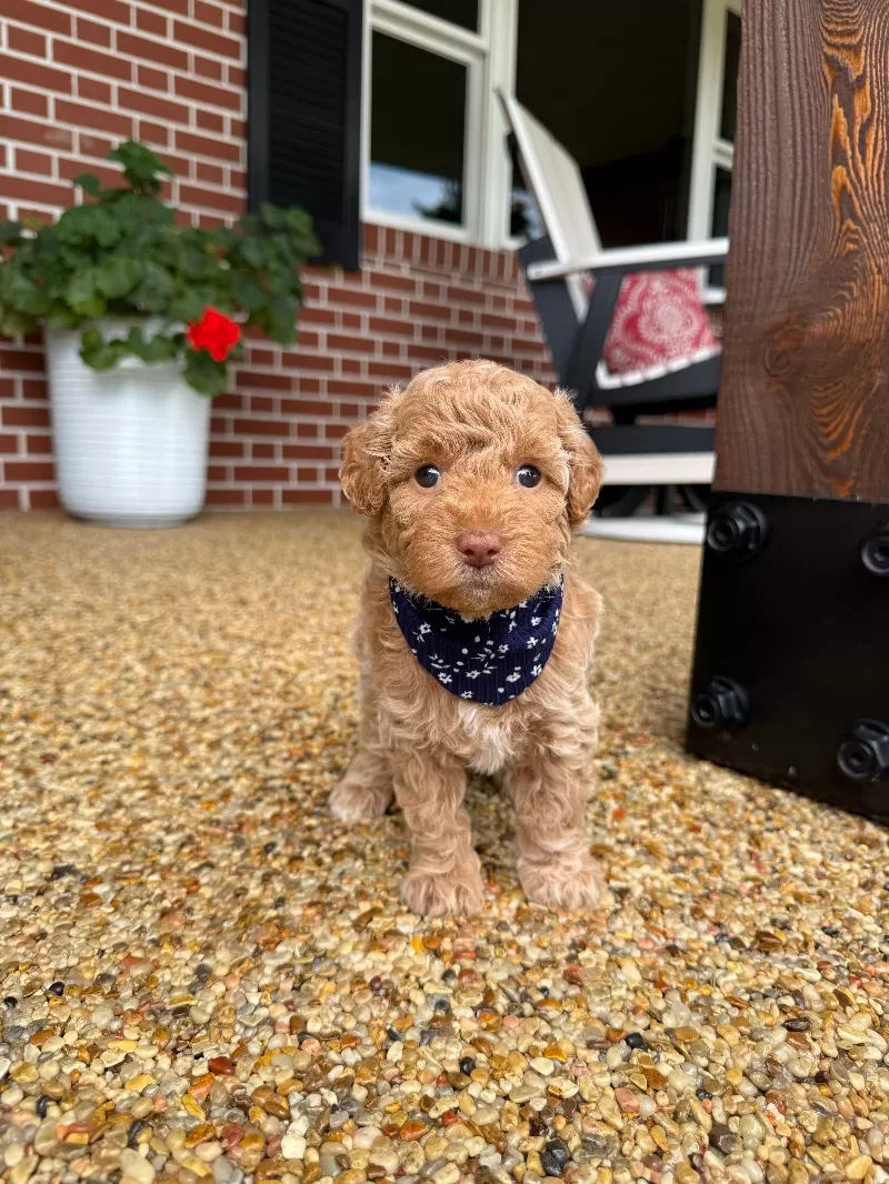 Daisy
