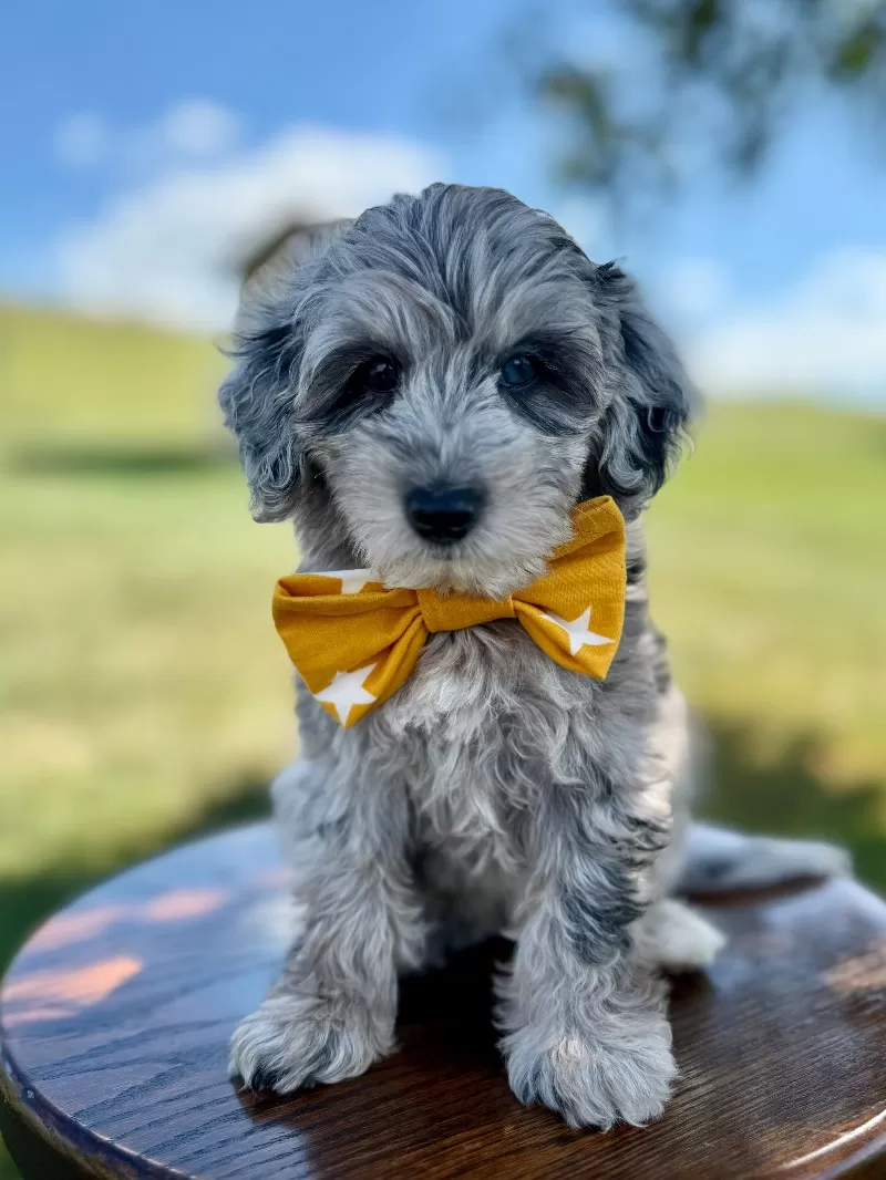 Puppy Name: Cookie
