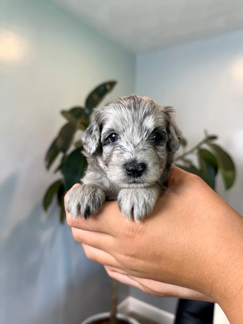 Puppy Name: Cookie