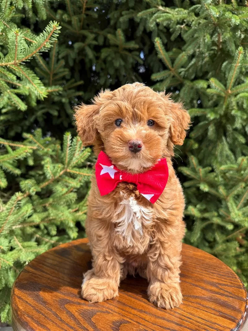 Puppy Name: Theo