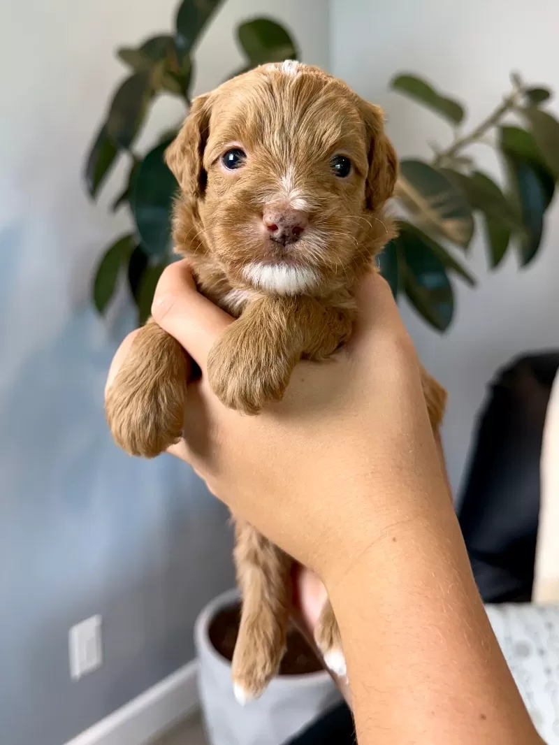 Puppy Name: Theo