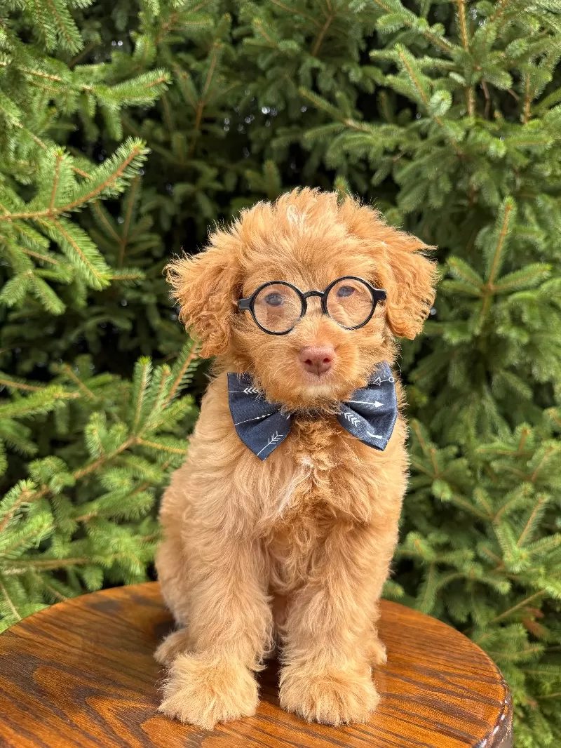 Puppy Name: Cody