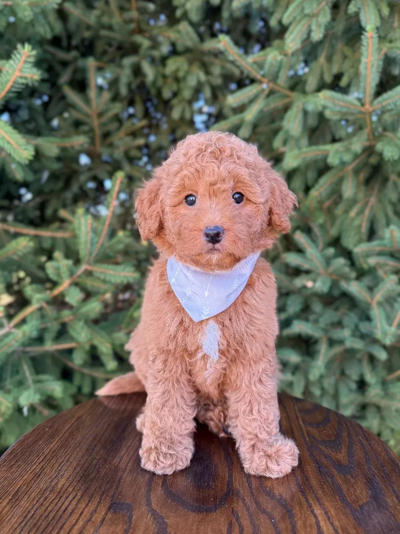 Puppy Name: Tobi