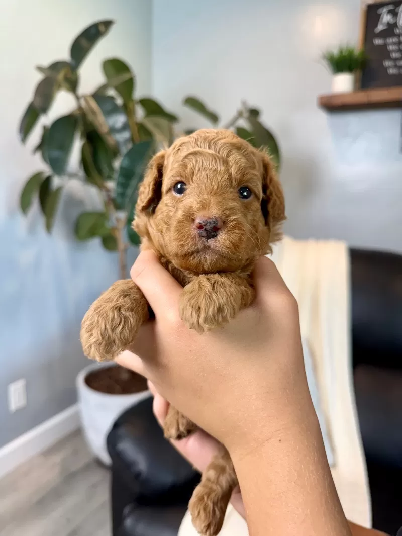 Puppy Name: Tobi