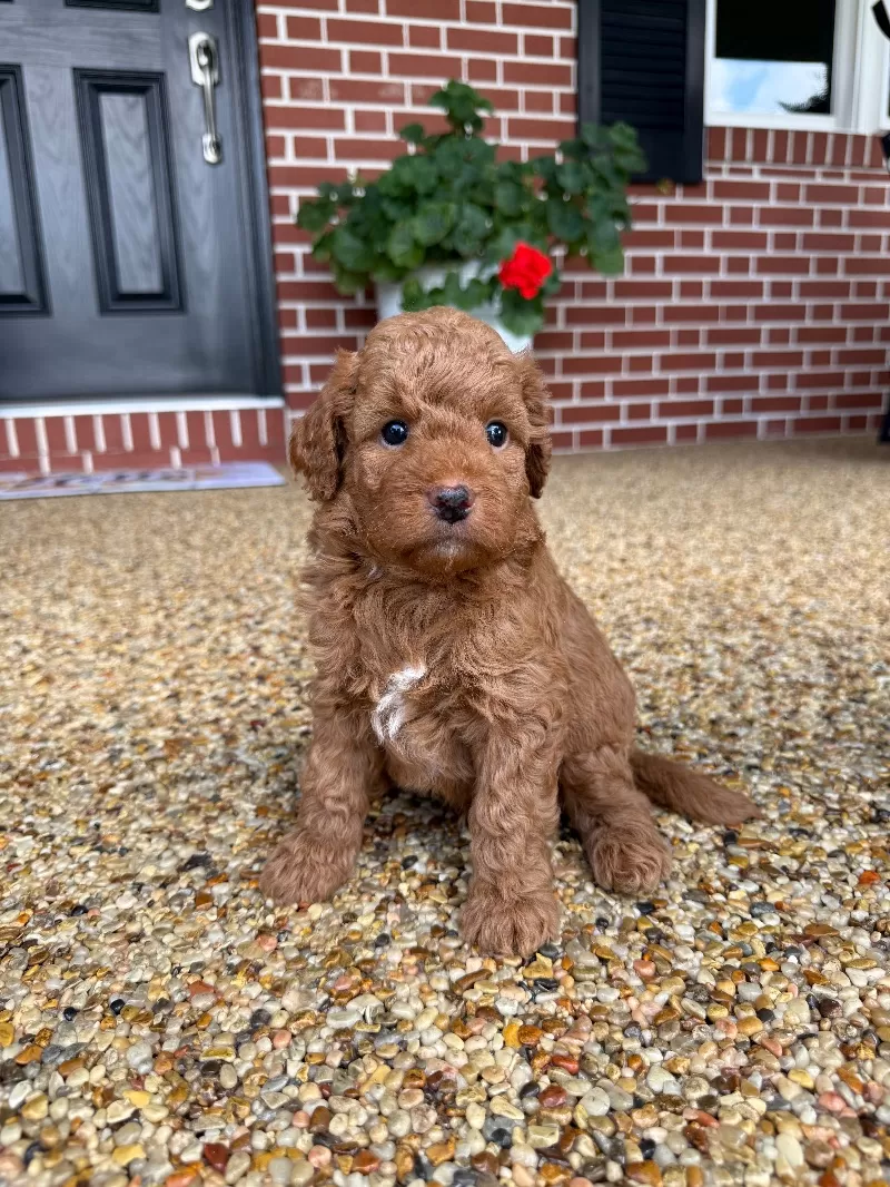 Tobi