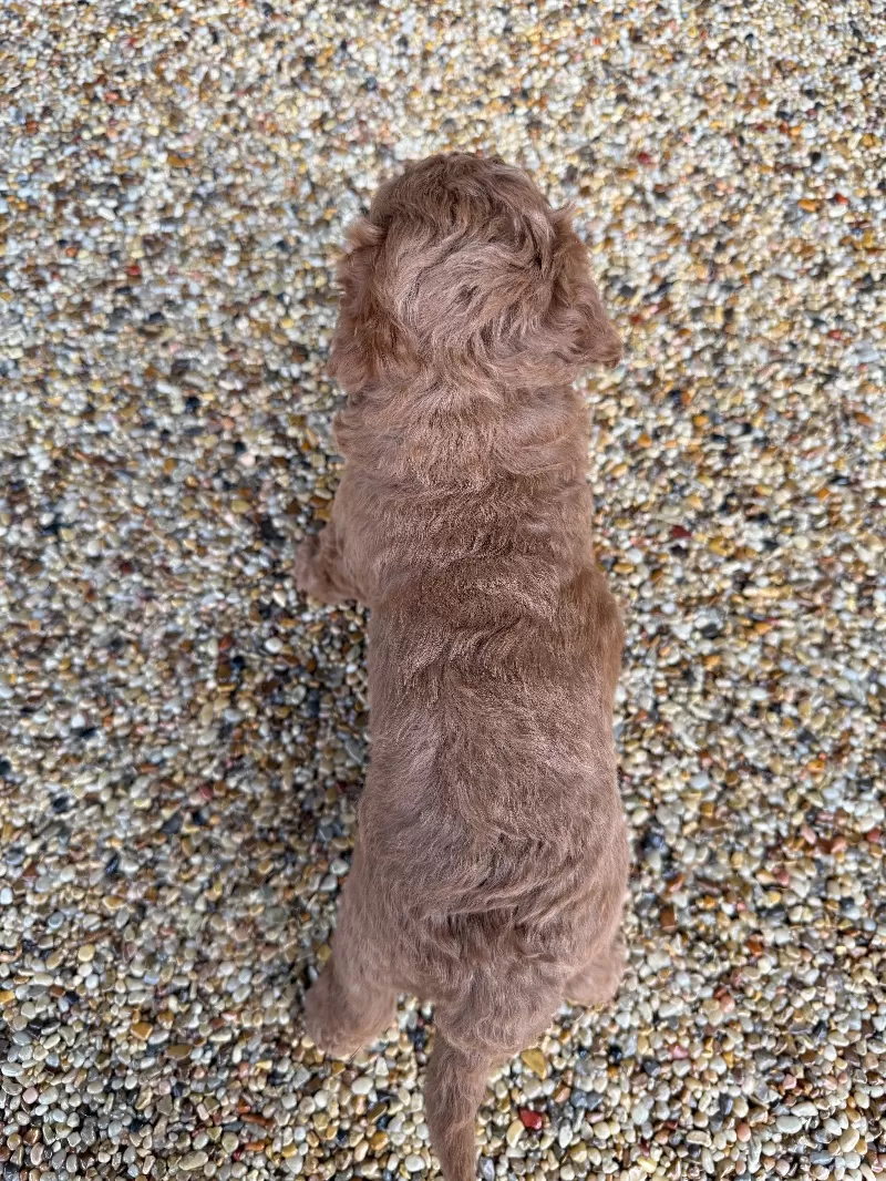 Tobi