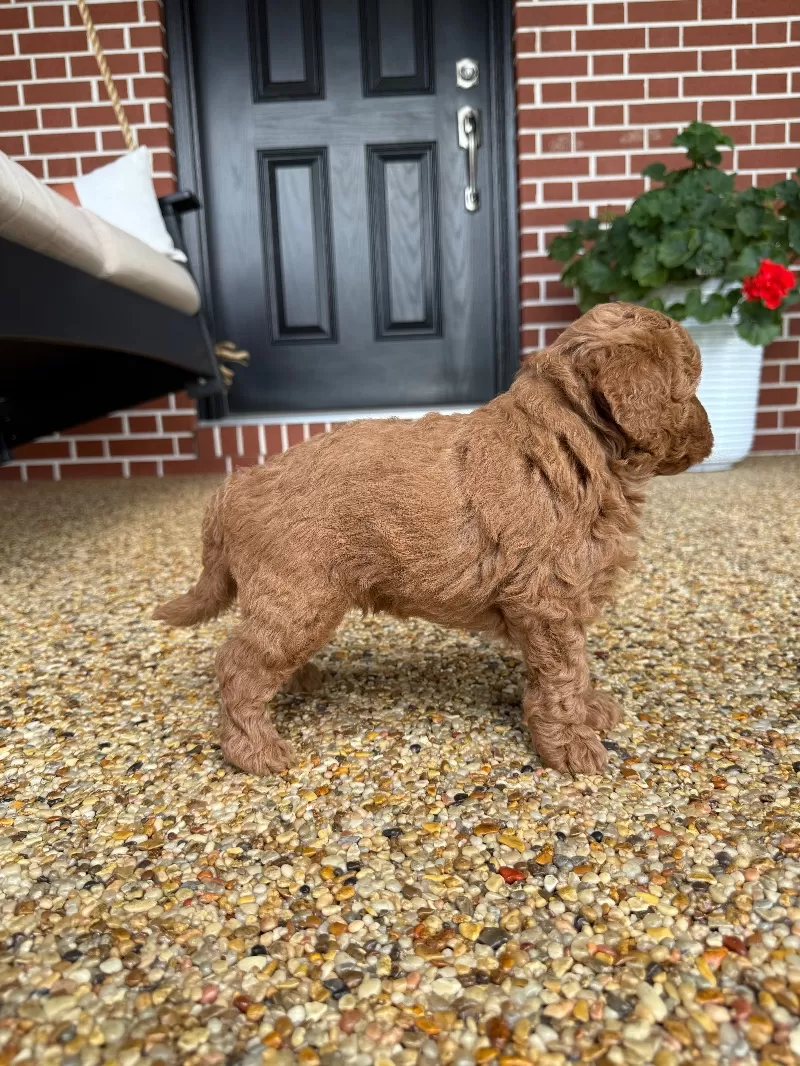 Tobi