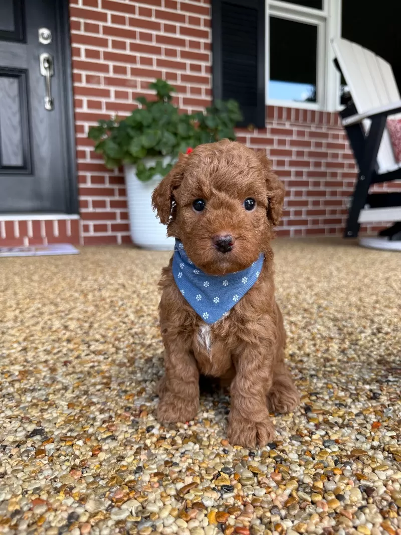 Tobi