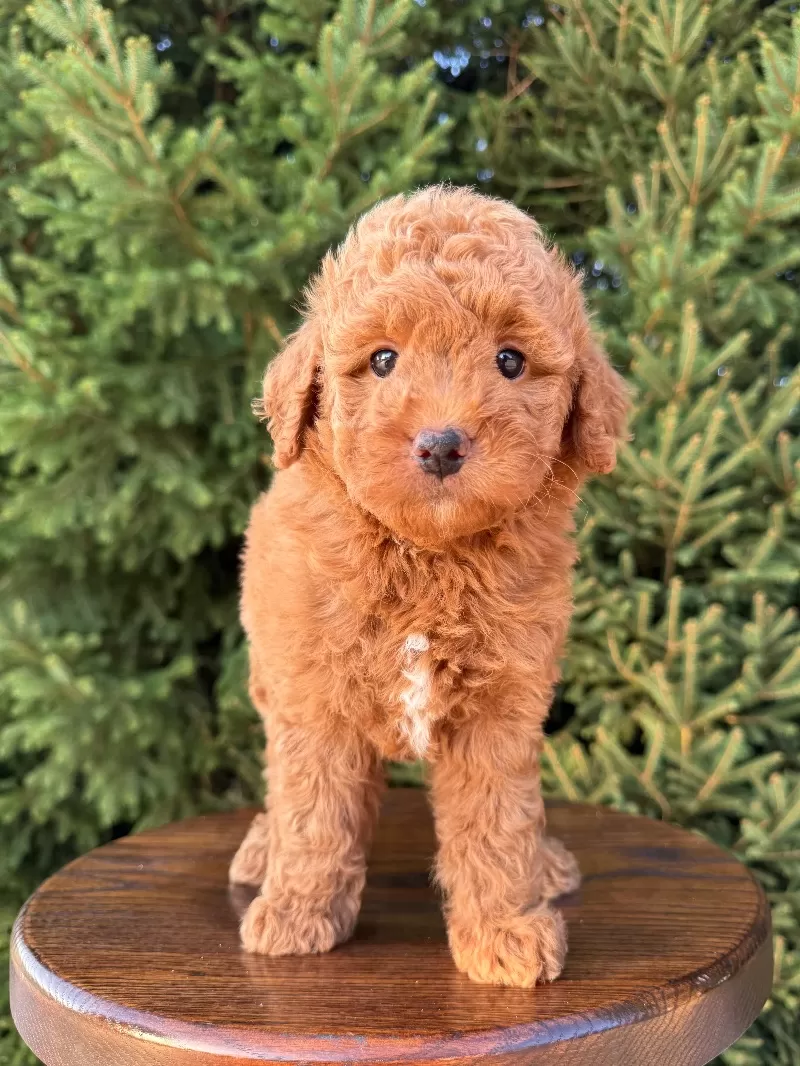 Tobi