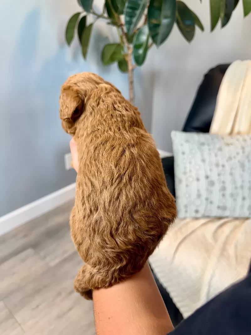 Tobi