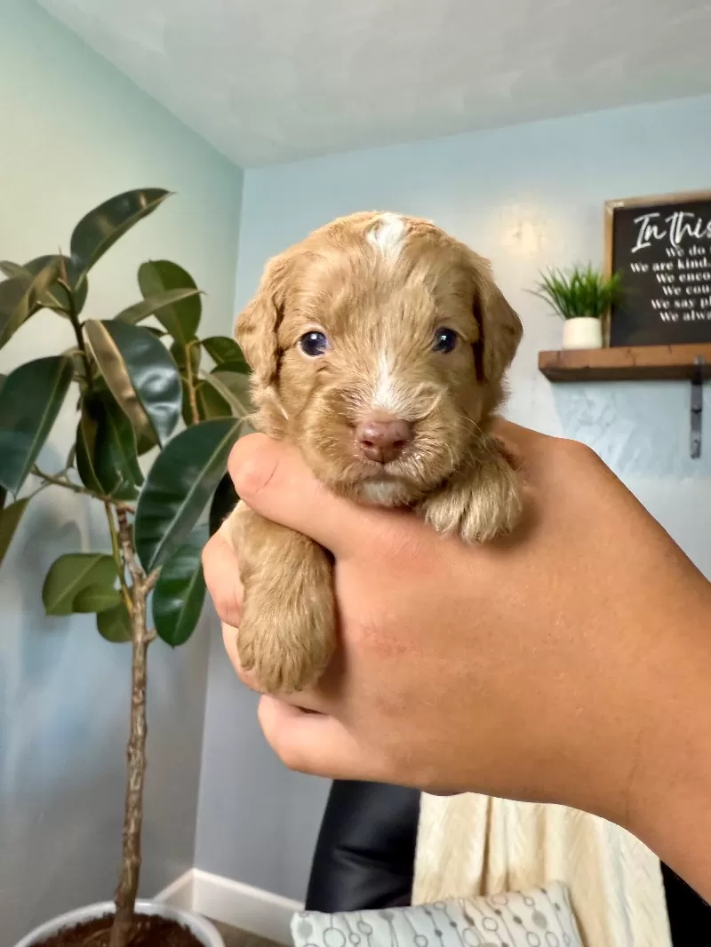 Puppy Name: Asher