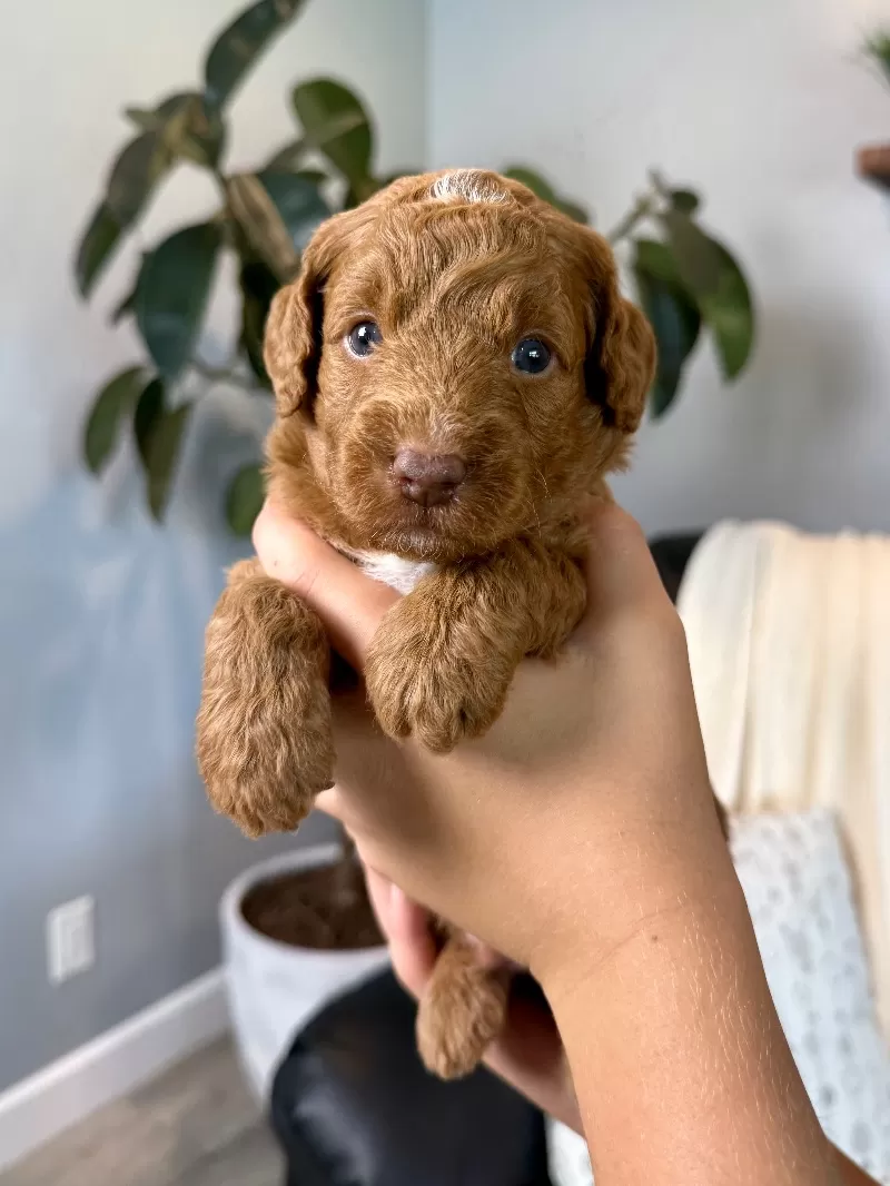 Puppy Name: Liam