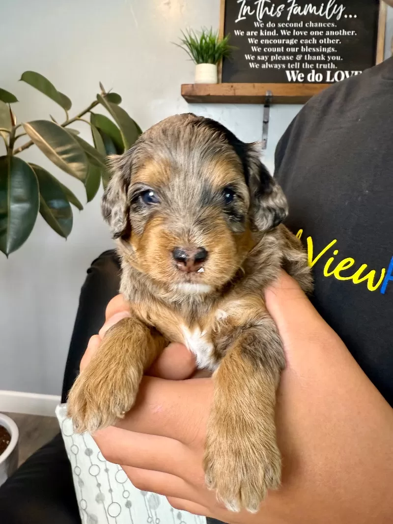 Puppy Name: Noah
