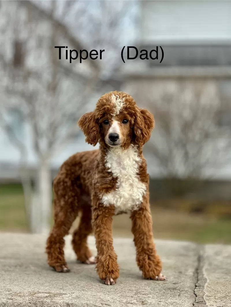 Christmas puppies are here!!🎈💖