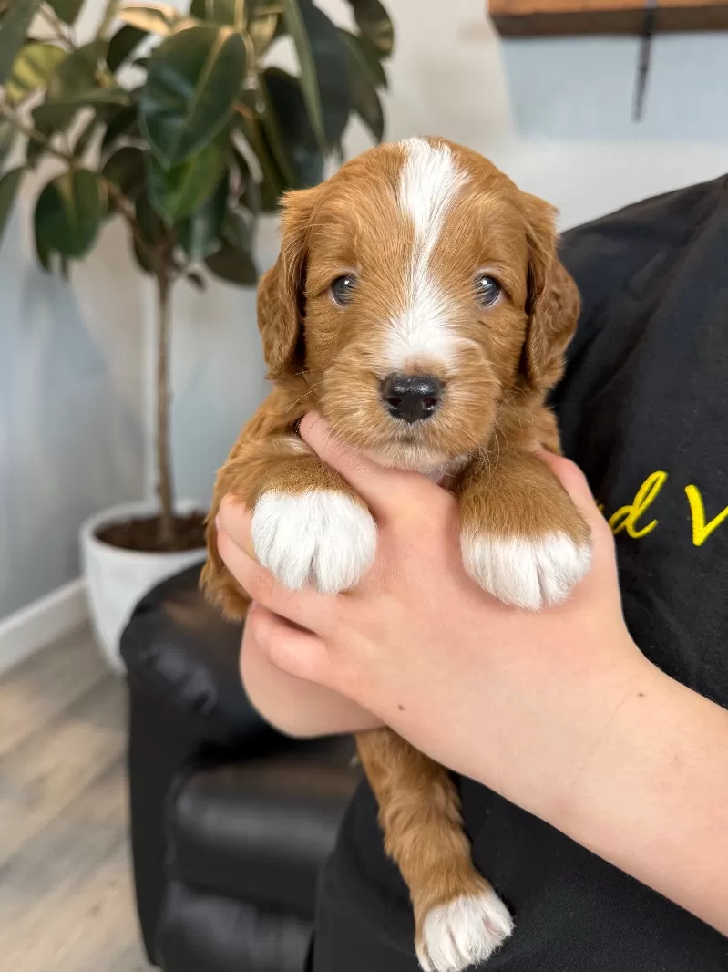 Coming soon!!  Christmas puppies🎈💖