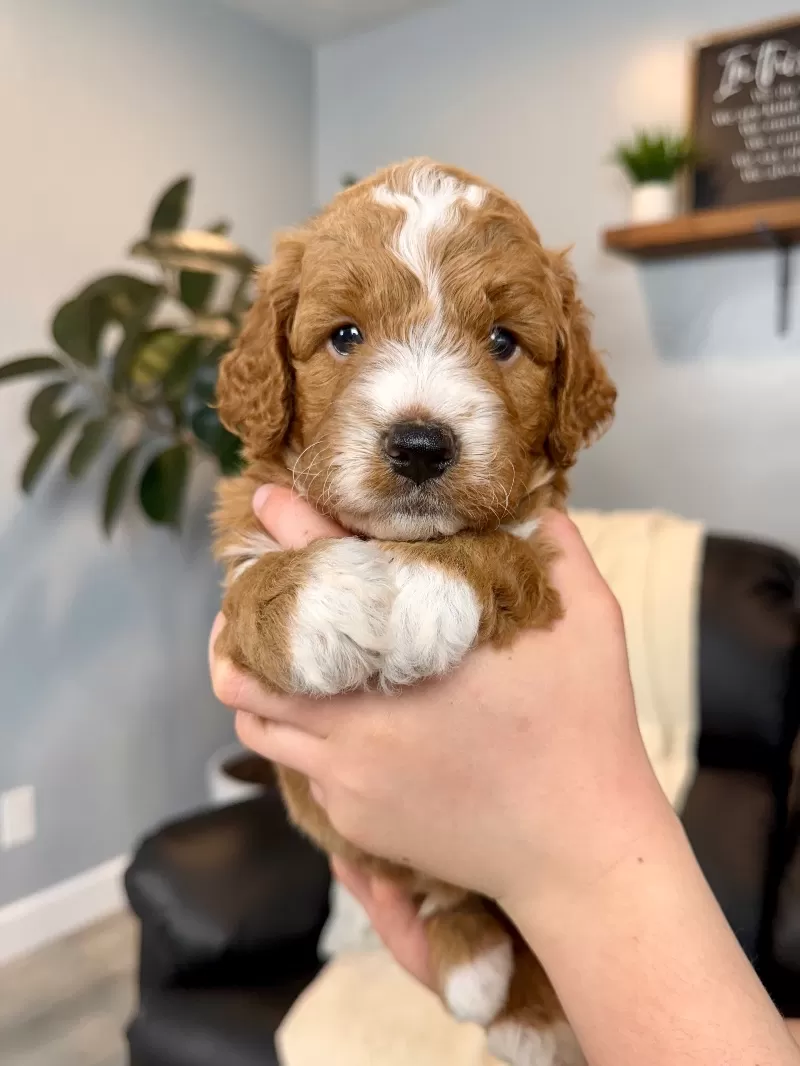 Coming soon!!  Christmas puppies🎈💖