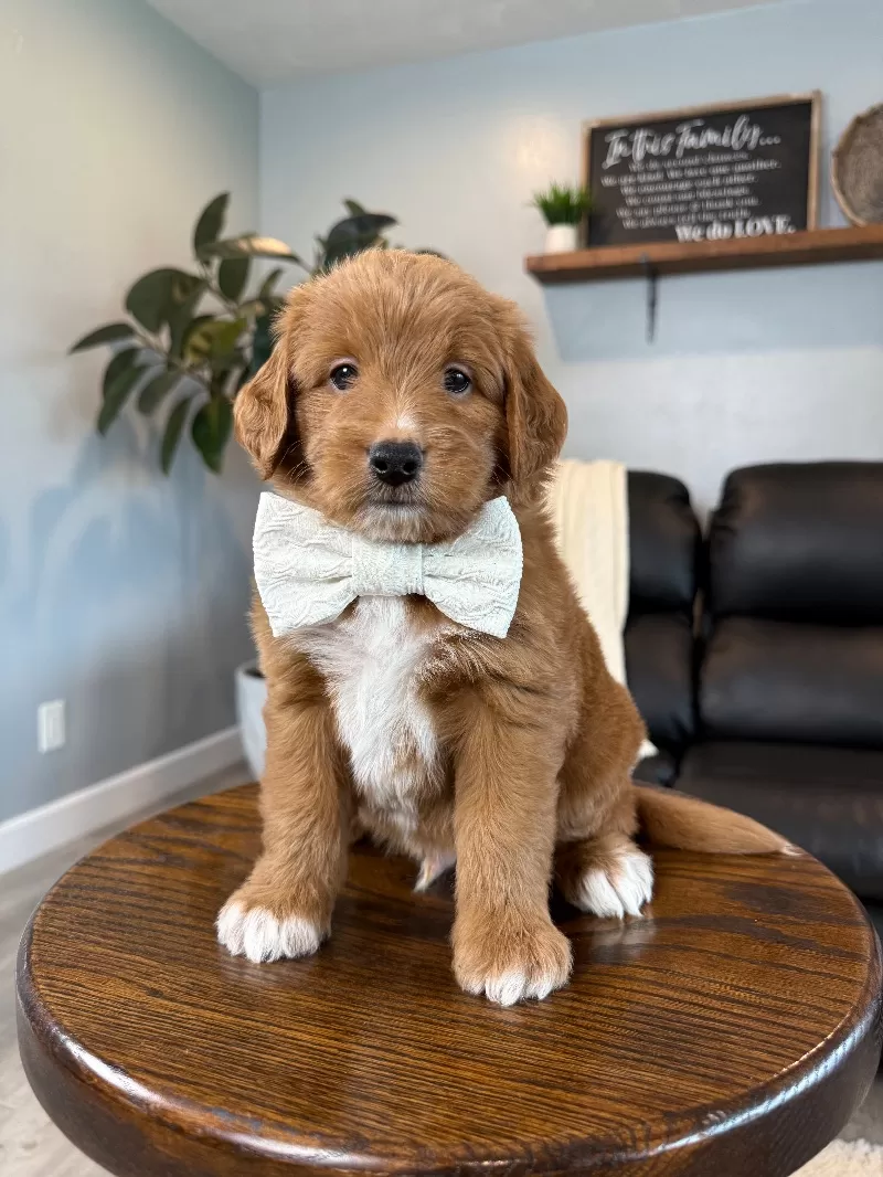 Coming soon!!  Christmas puppies🎈💖