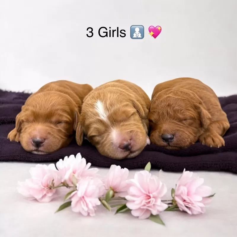 Coming soon!!  Christmas puppies🎈💖