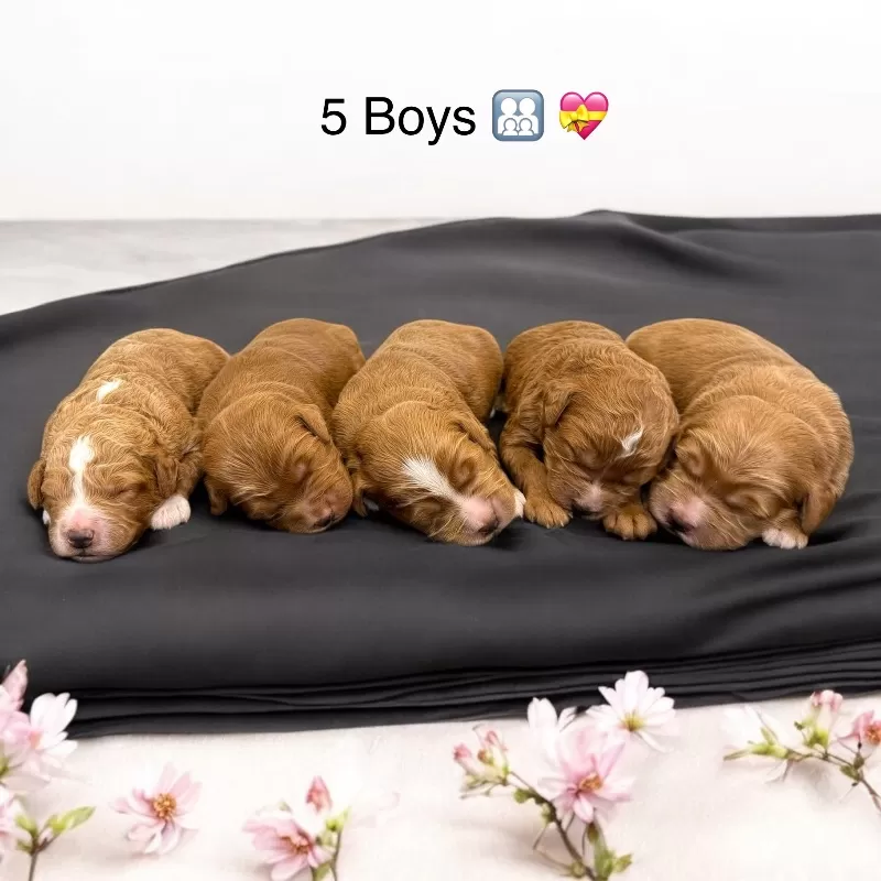 Coming soon!!  Christmas puppies🎈💖