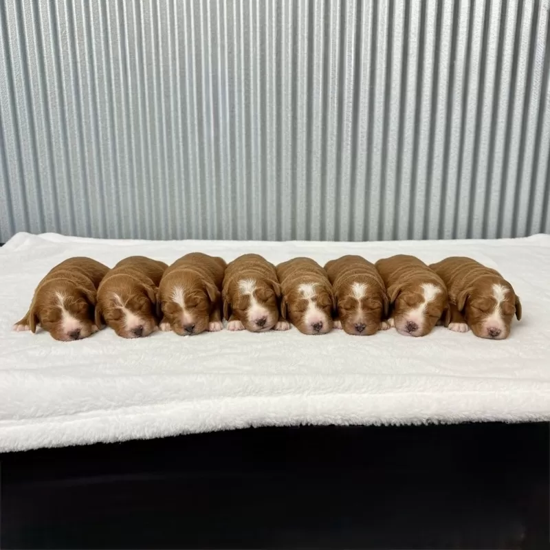 Christmas puppies are here!!🎈💖