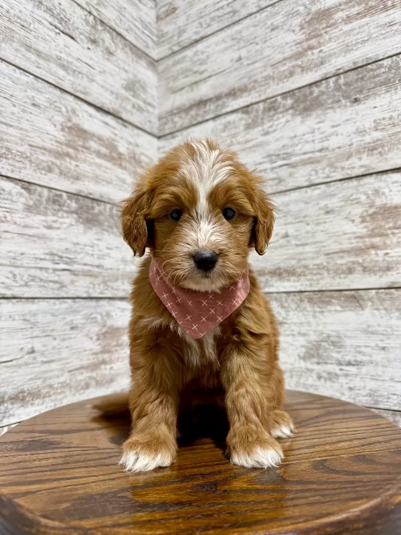 Puppy Name: Victoria