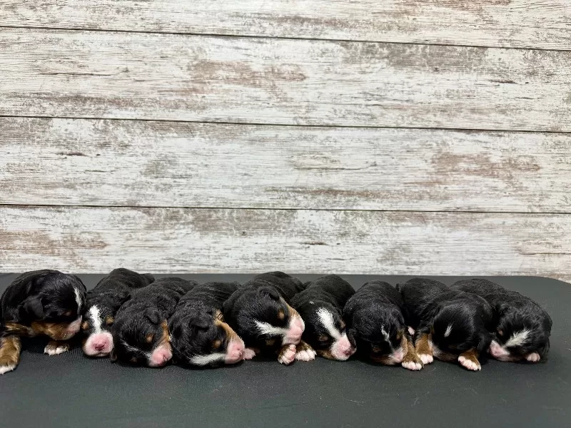 💖 Bella and Miles puppies!