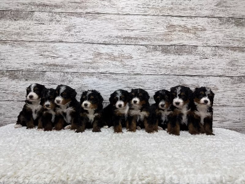 Puppy Name: 💖 Bella and Miles puppies!