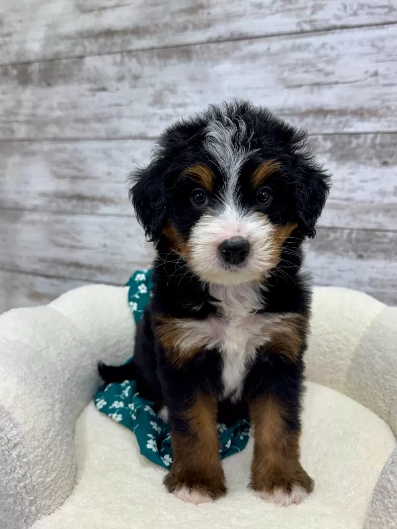 Puppy Name: 💖 Chase