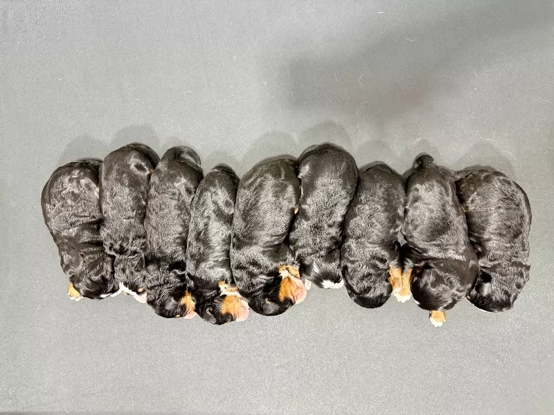 💖 Bella and Miles puppies!