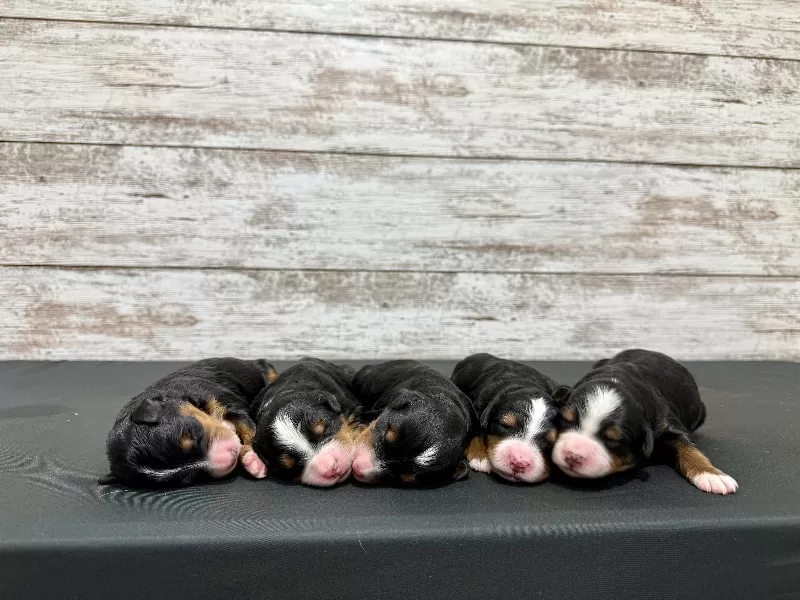 💖 Bella and Miles puppies!