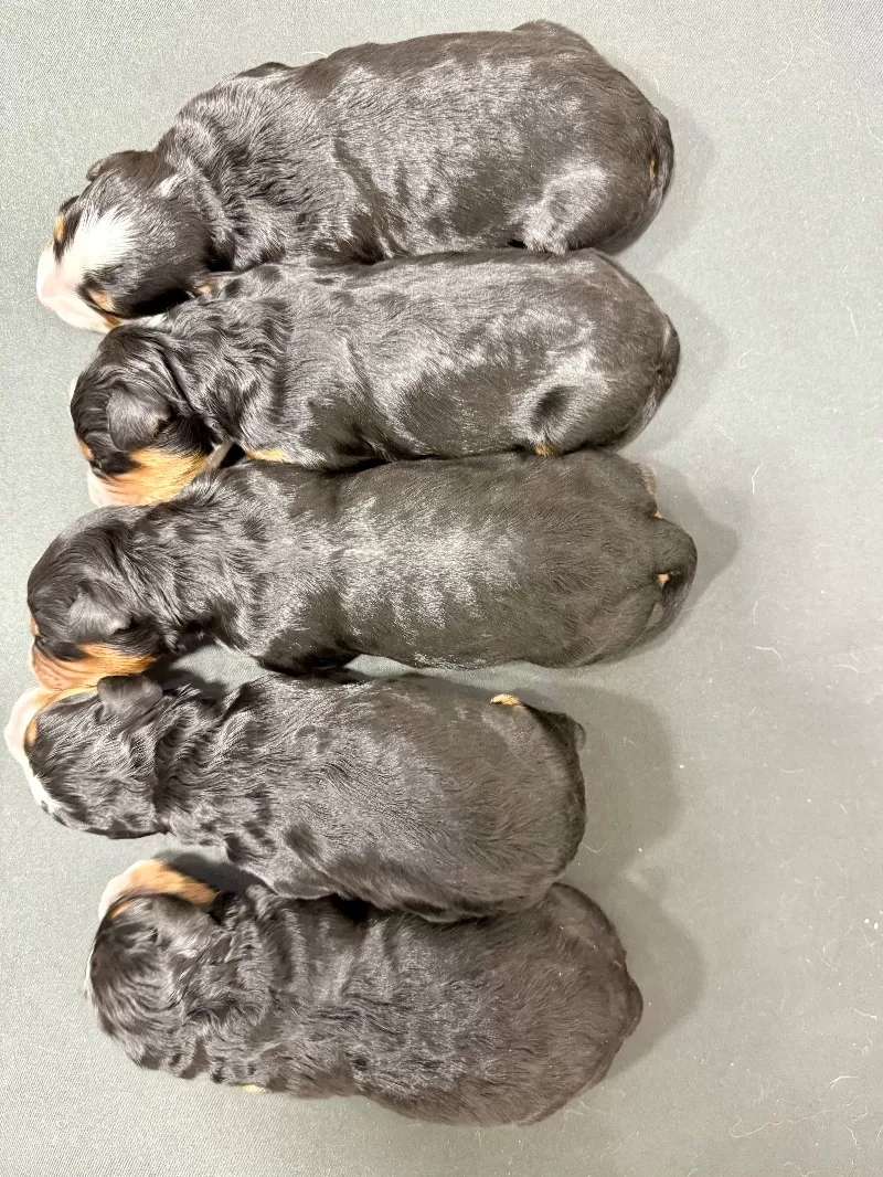 💖 Bella and Miles puppies!