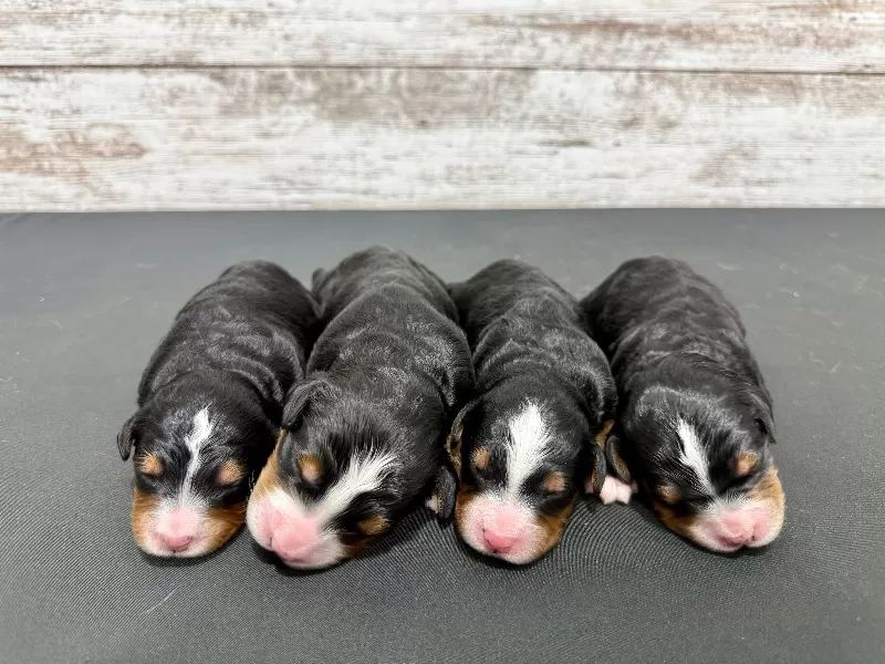 💖 Bella and Miles puppies!