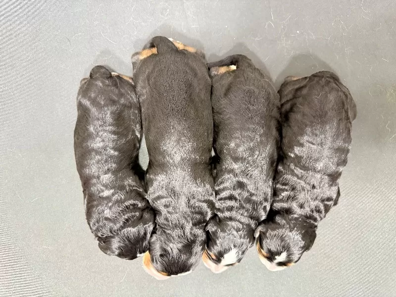 💖 Bella and Miles puppies!