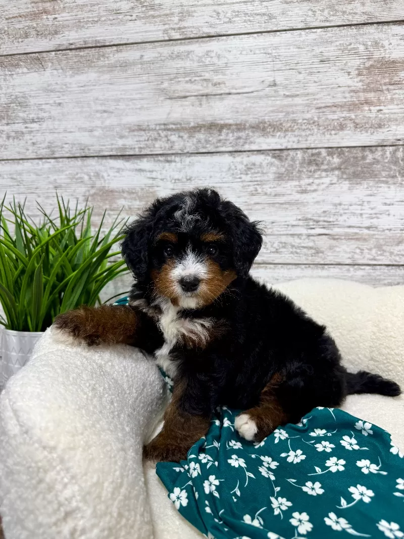 Puppy Name: 🥰 Bear