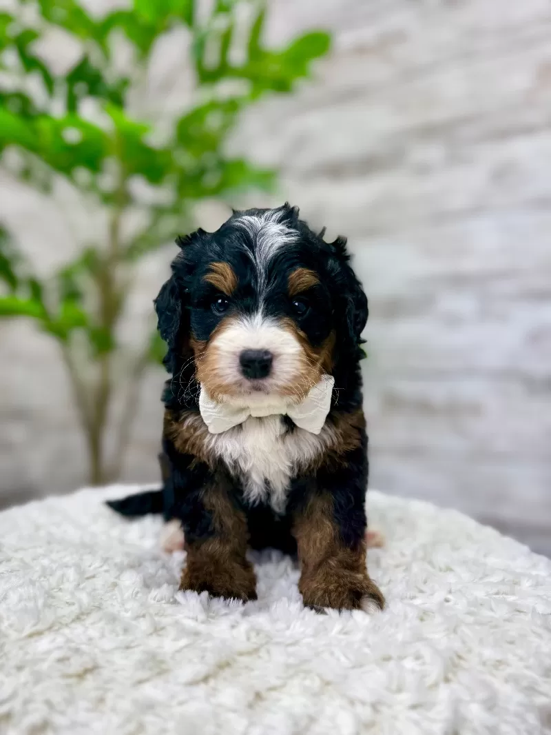 Puppy Name: ❤️Ace