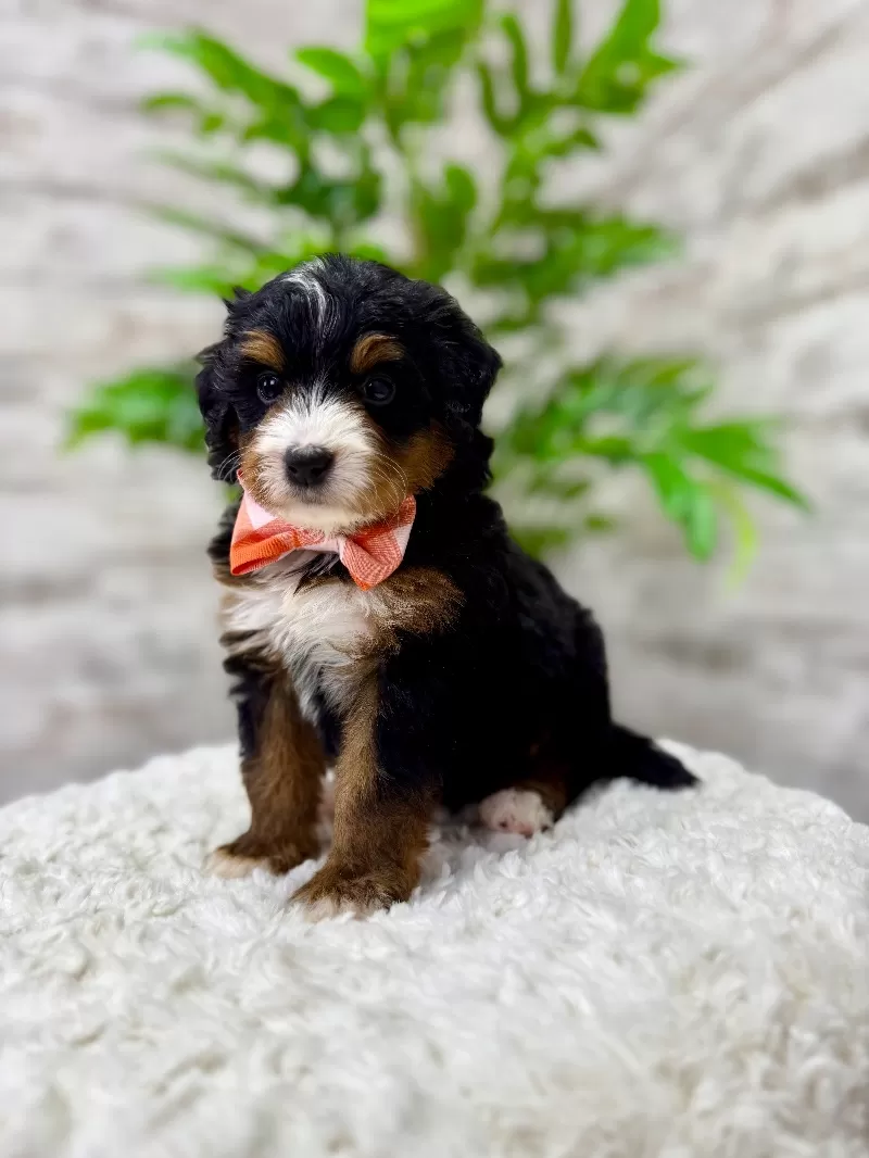 Puppy Name: 🐶 Macy