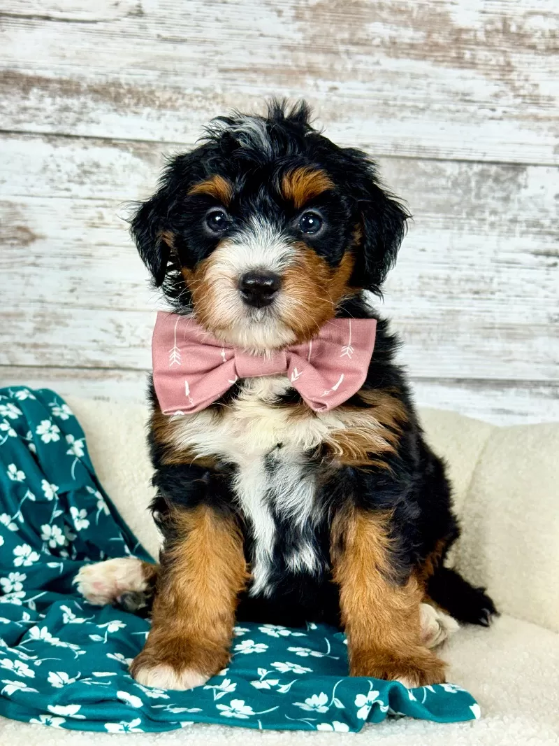 Puppy Name: 🌹 Rosie