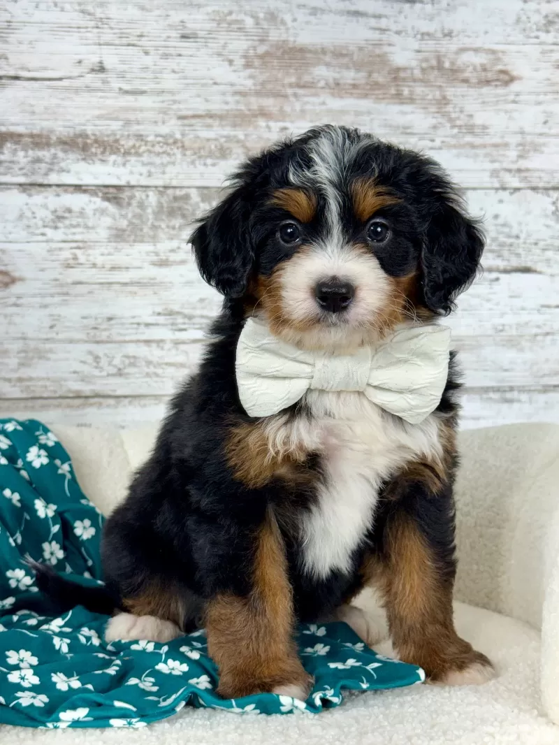 Puppy Name: 💖Chloe