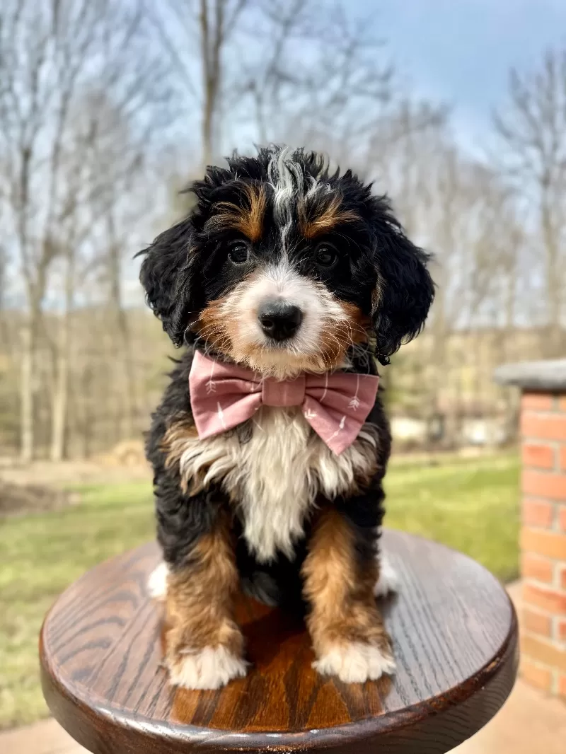 Puppy Name: 💖Chloe