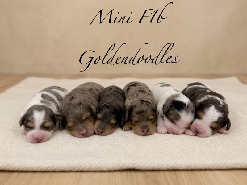 Puppy Name: Jade💖Tundra’s litter are here!!