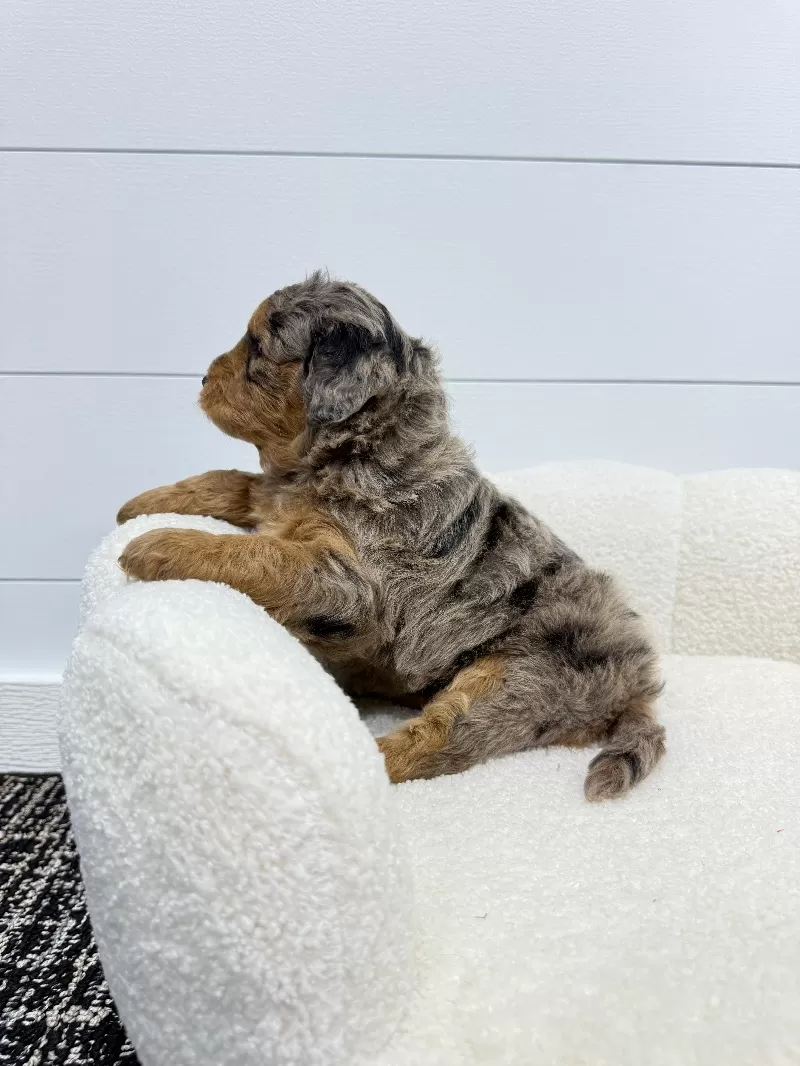 Puppy Name: Luna  (Canela)