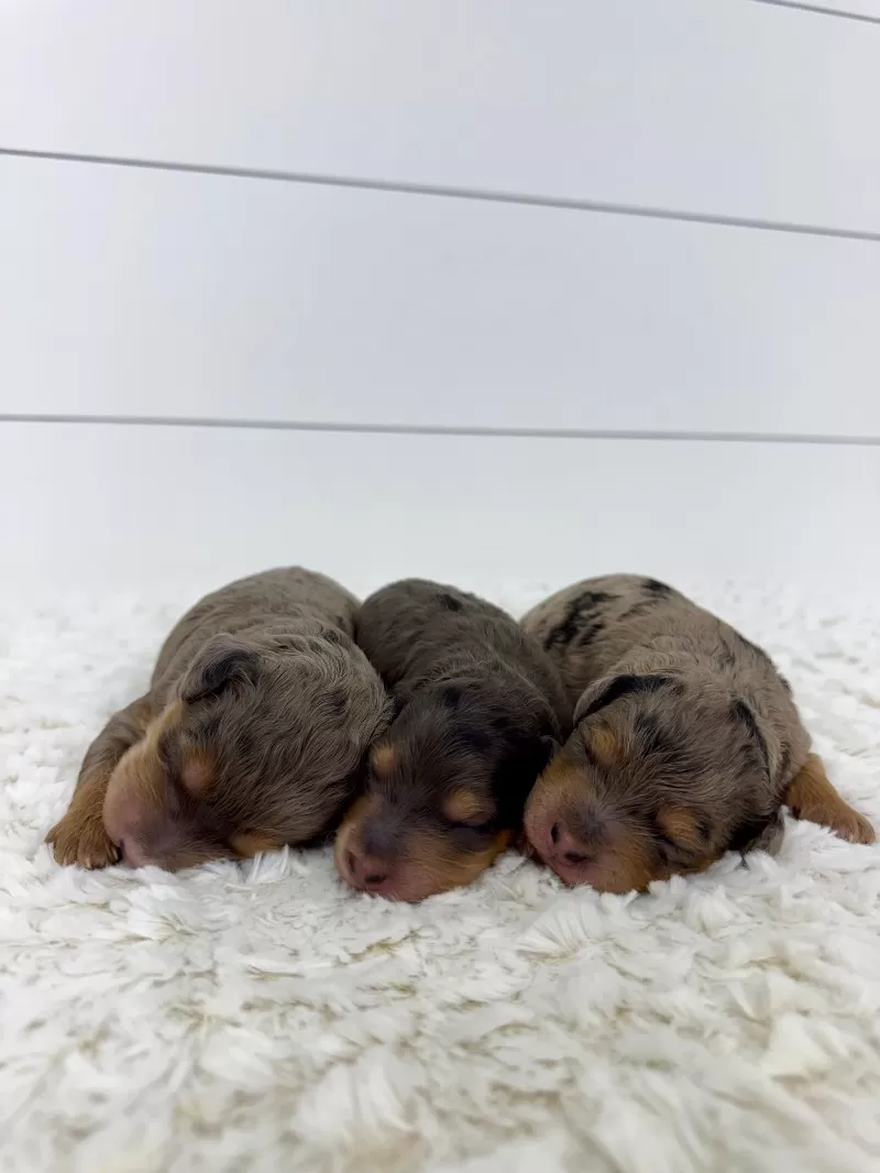 Jade💖Tundra’s litter are here!!