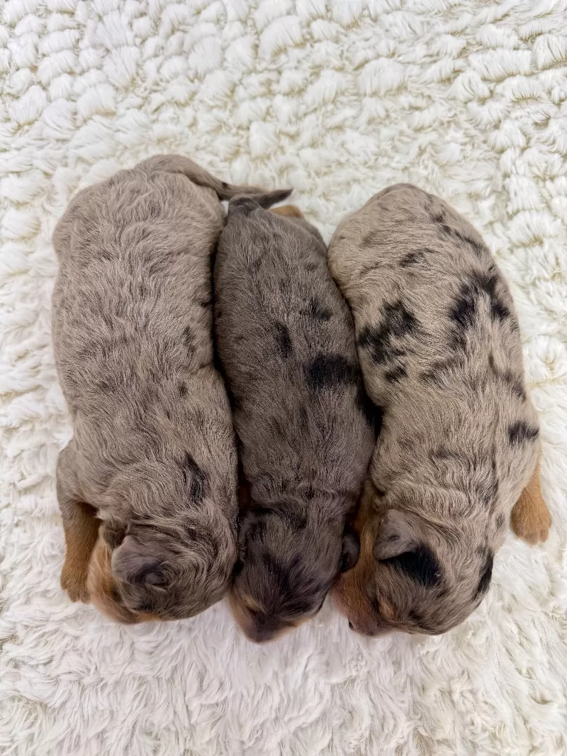 Jade💖Tundra’s litter are here!!