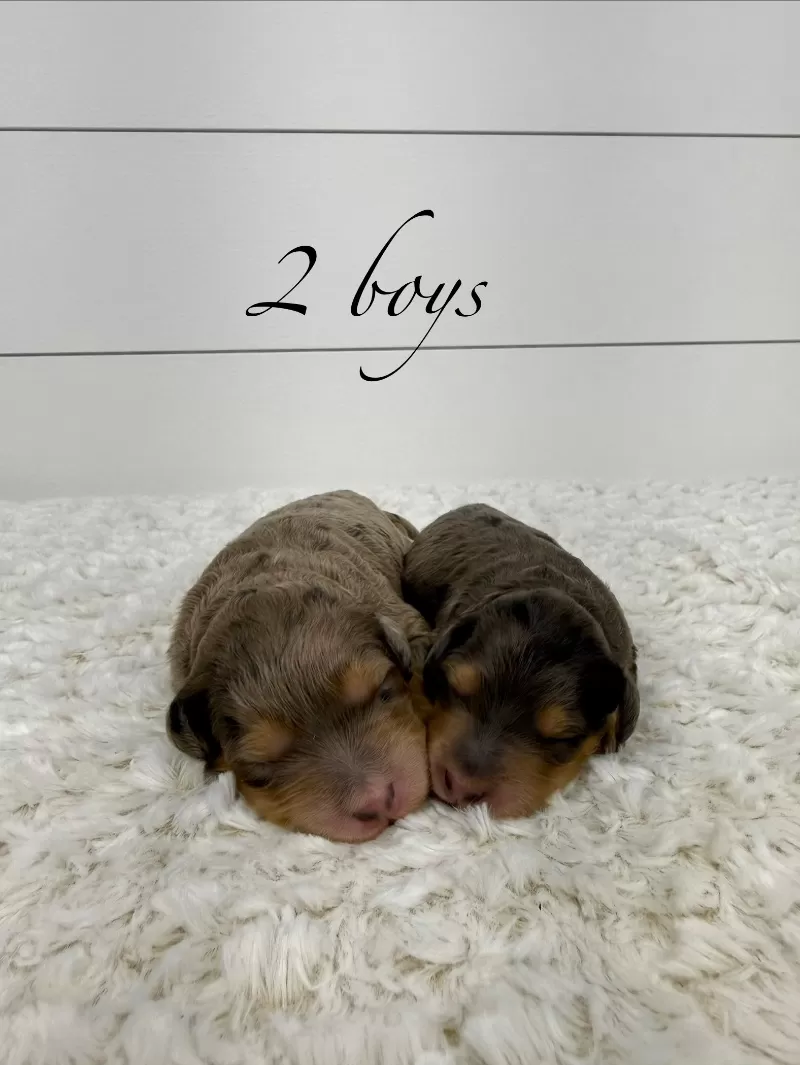 Jade💖Tundra’s litter are here!!